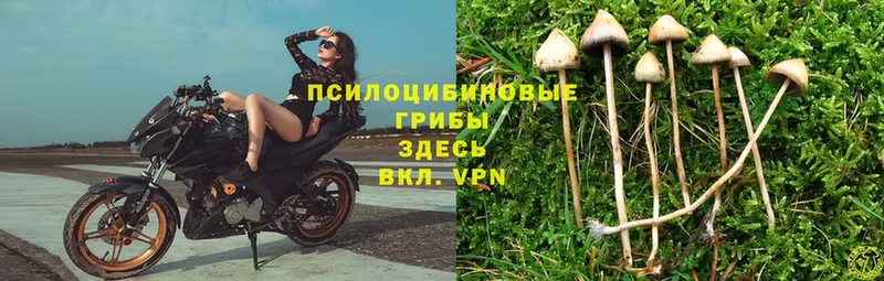 Псилоцибиновые грибы Magic Shrooms  Майский 